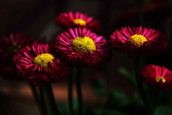 Bellis