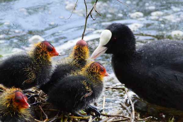 Blesshuhn-Familie