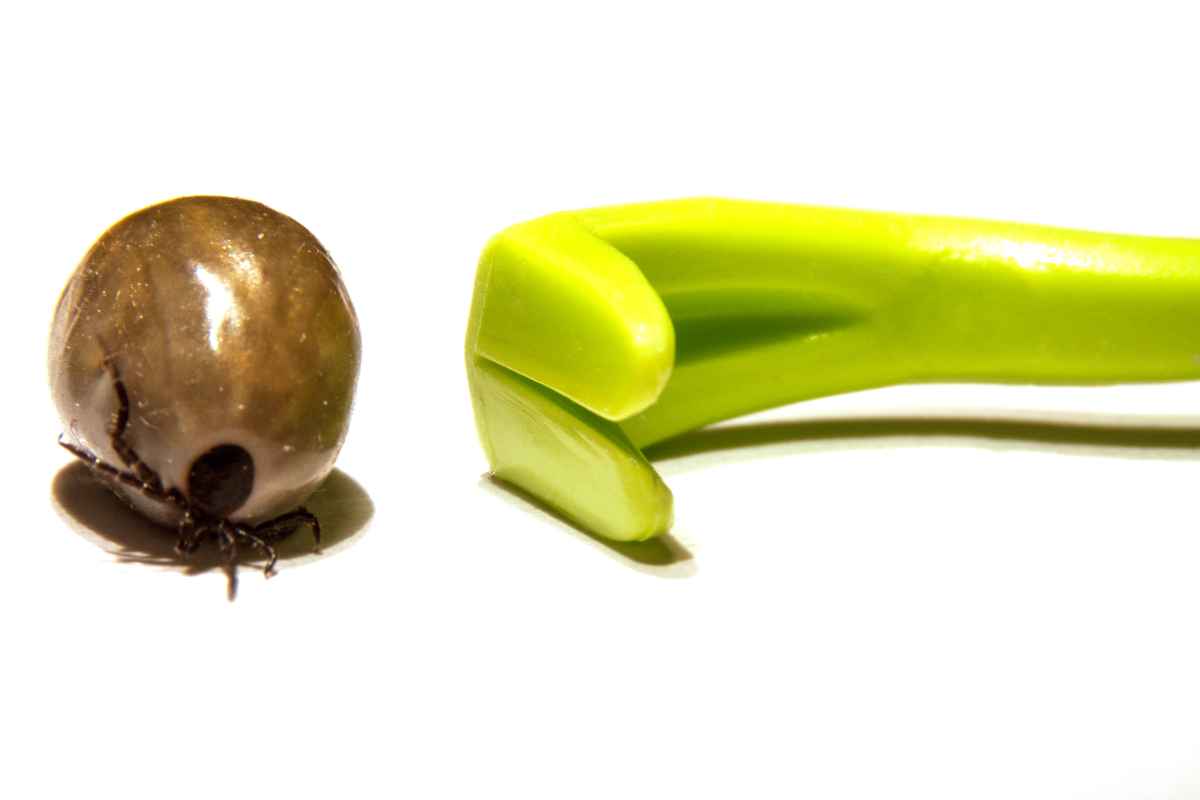 Zecke mit Zeckenhaken