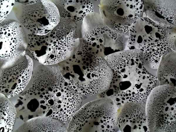 vergossene abschiedstränen