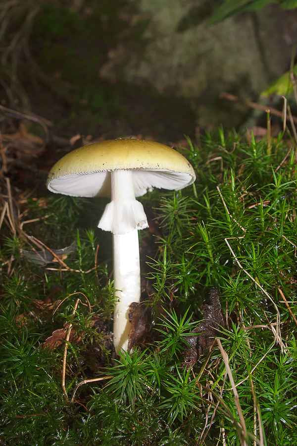 Eat me, and die.........