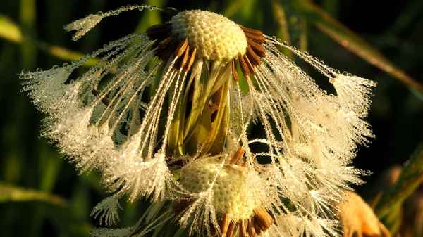 zauber aus dem nebel