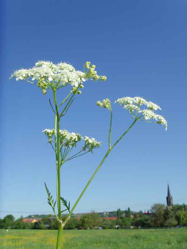 Wiesen-Kerbel