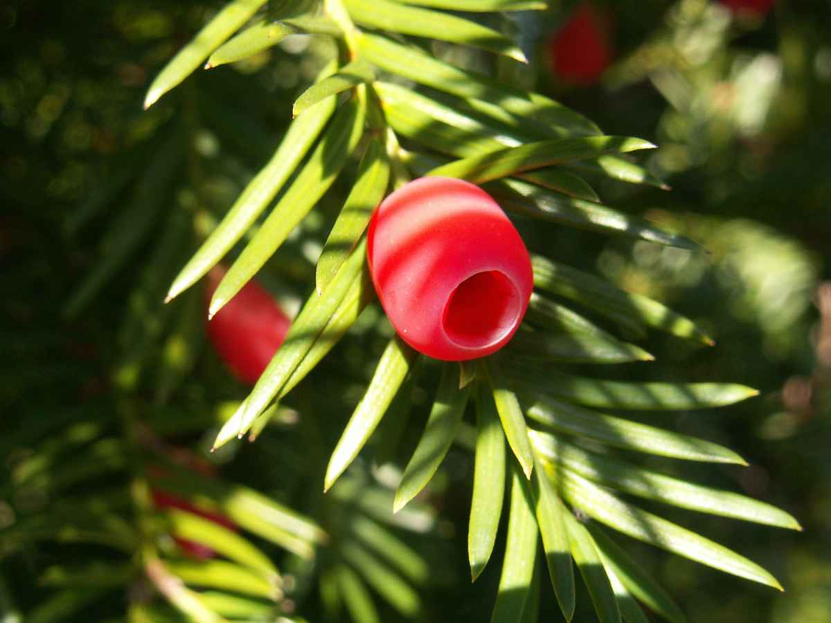 Eibenfrucht im Schattenspiel