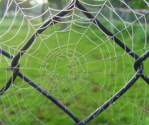 Altweibesommer - Spinnenkunst