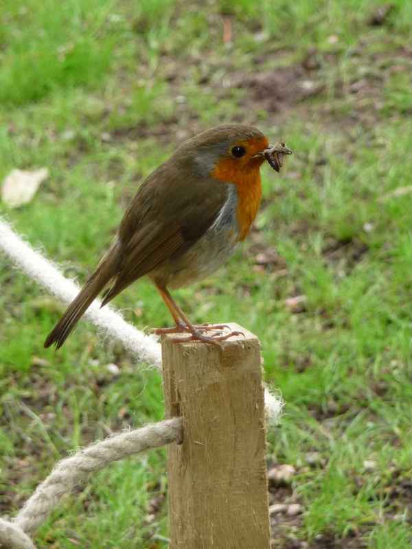 Futtersuche erfolgreich