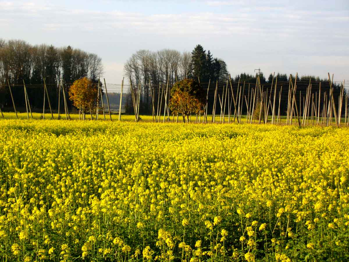 Herbstwiese Meckenbeuren