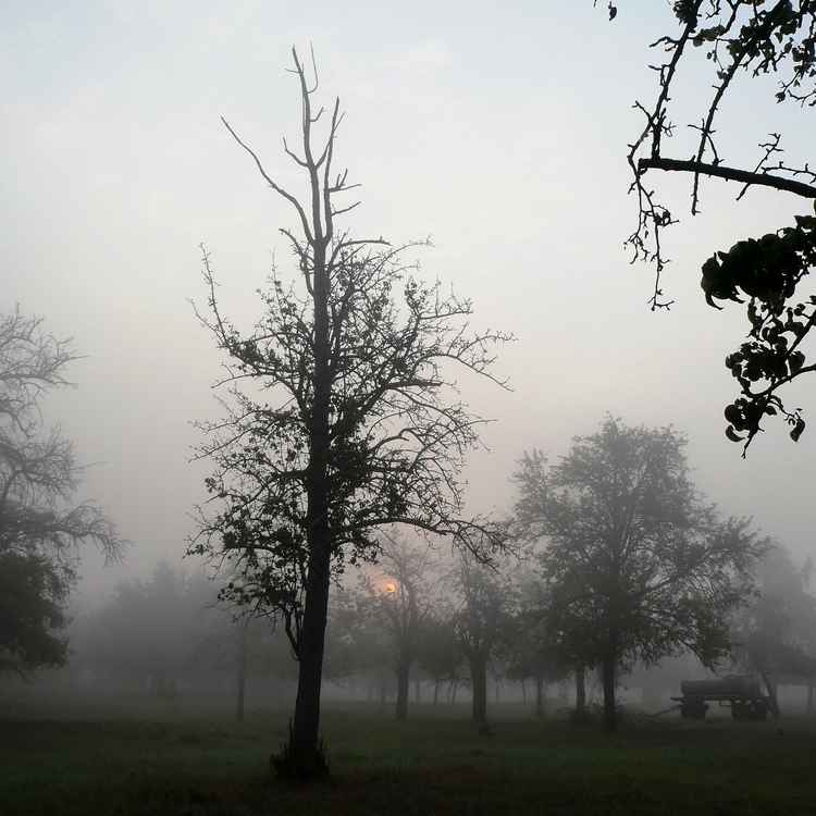 Augustmorgen nach einer Regennacht