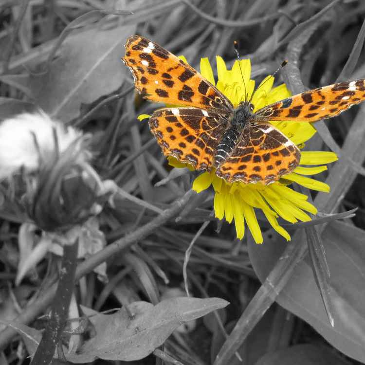 Schmetterling am Wegesrand