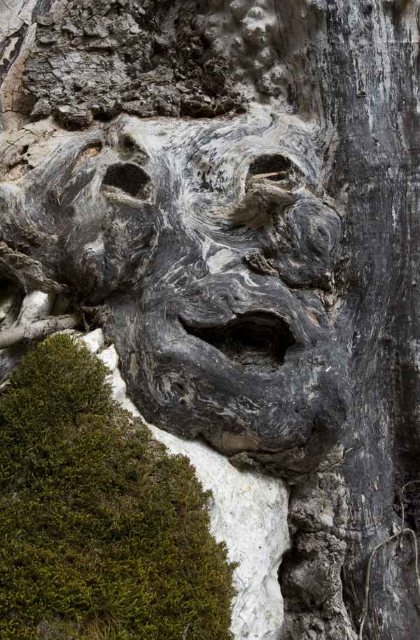 Er lebt noch, der alte Holzmichel