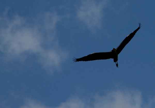 Eleganz am Himmel 02
