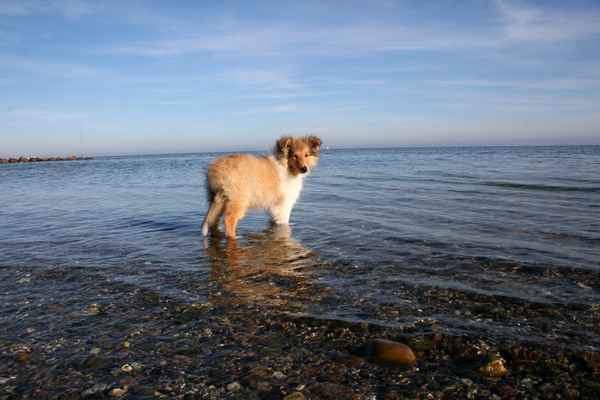 American Collie 0008