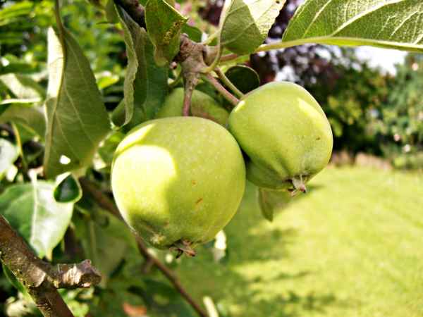 Apples
