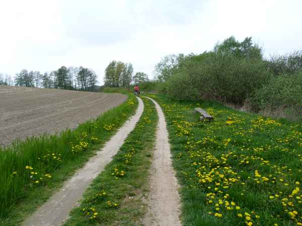 Radweg an der Müritz im Frühjahr
