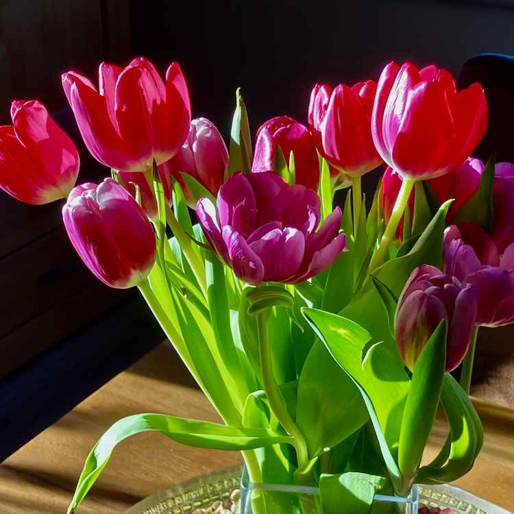 Tulpenstrauß