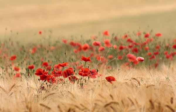 Getreidefeld mit Mohnblumen