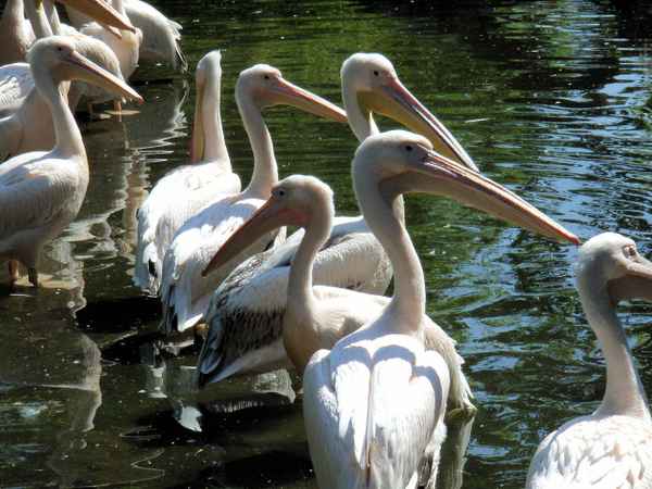 Pelikane