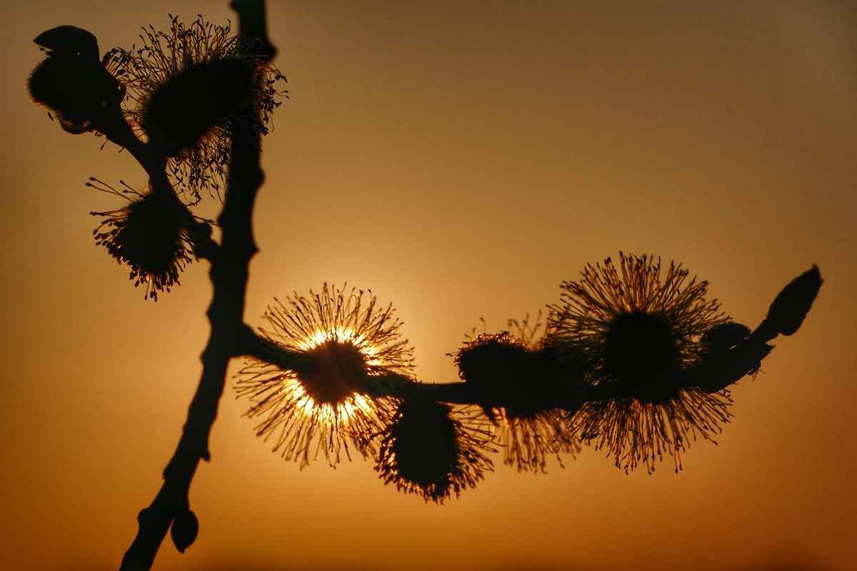 Sonnenuntergang mal anders II