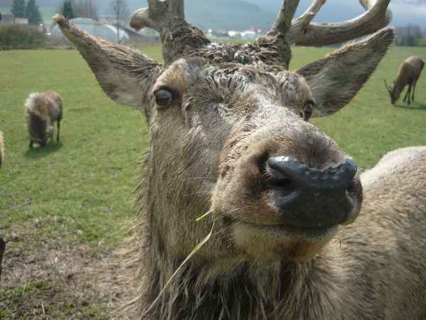 Ein Hirsch
