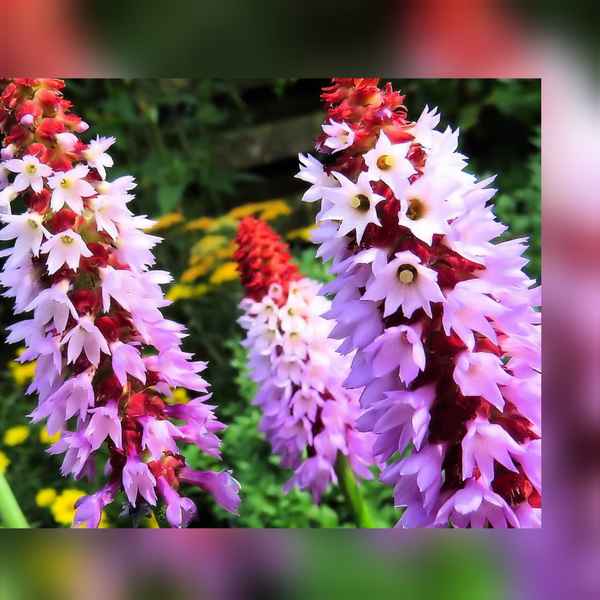 Garten-Schmuckstück