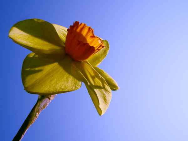 Jetzt wird es Frühling !