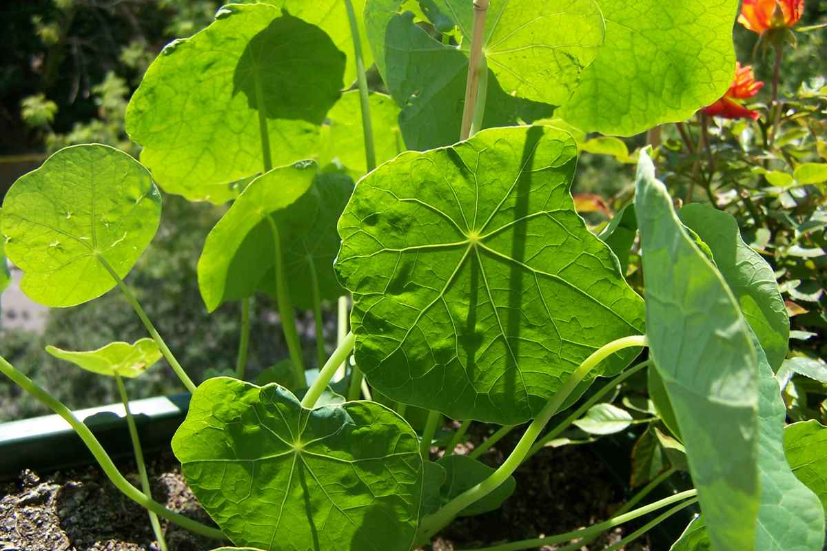 Kapuzinerkresse ohne Blüten
