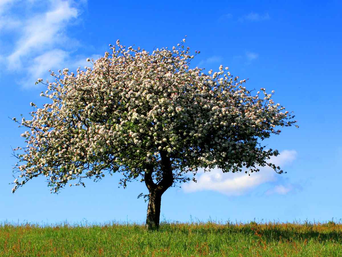 BLÜTEN AM ALTEN APFELBAUM