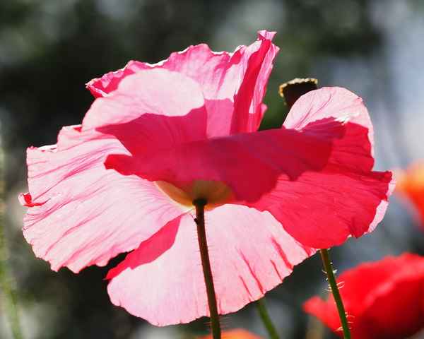 von der sonne geküsst