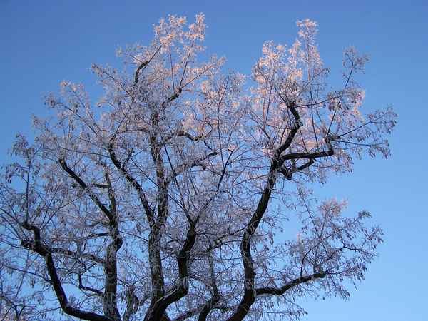 Morgensonne küßt gefrosteten Baum