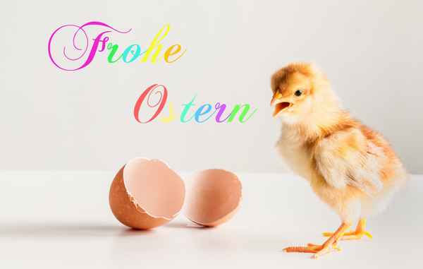 Osterküken frisch geschlüpft