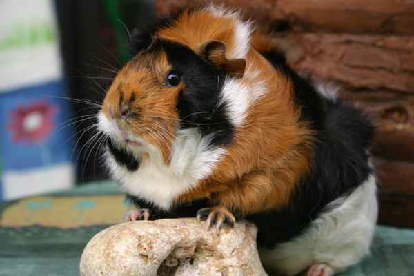 Meerschweinchen Bärchen