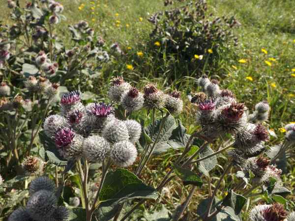 Blüten der Klette
