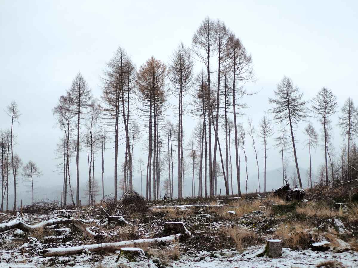 Winterbeginn im Harz