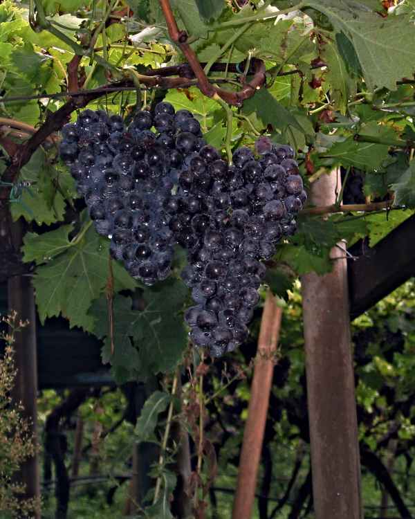 Auf einen guten Jahrgang