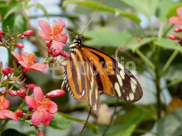 Schmetterling auf Blüte