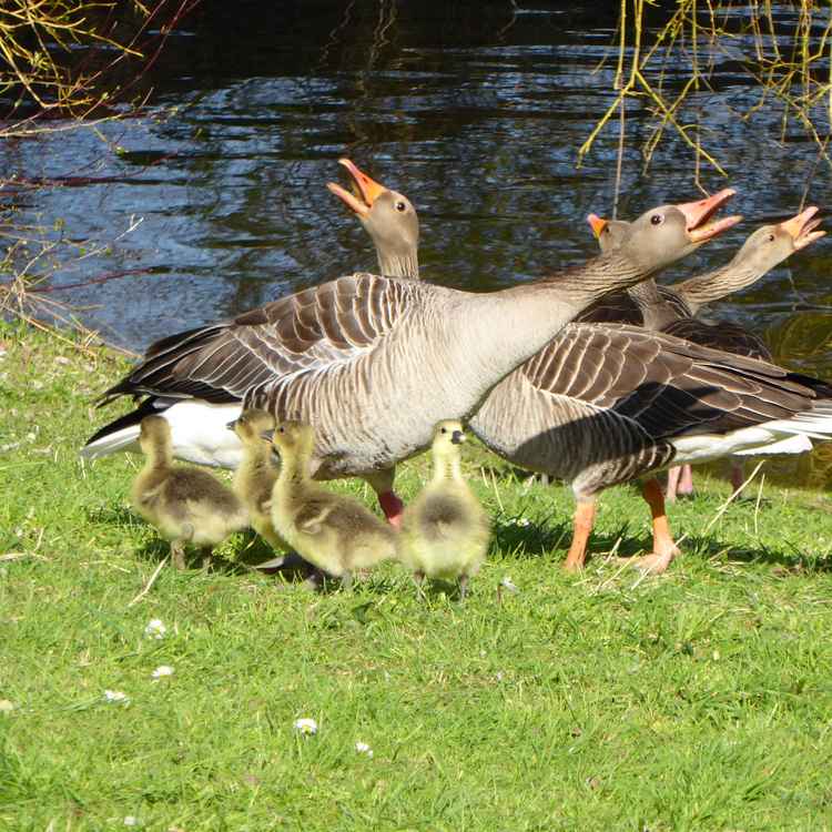 Gänse am See mit Nachwuchs