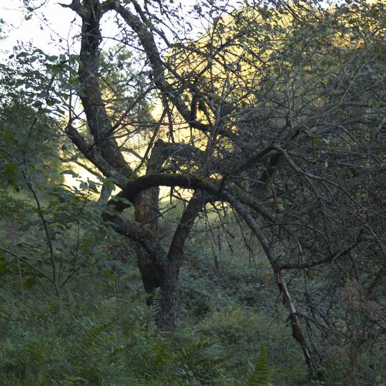 Baum im Herbst