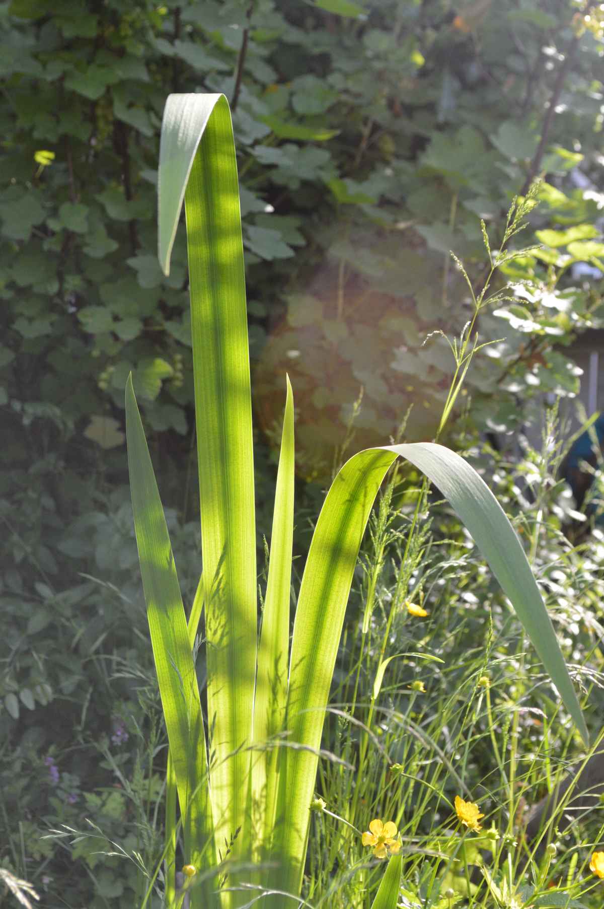Wasserlilie im Gegenlicht