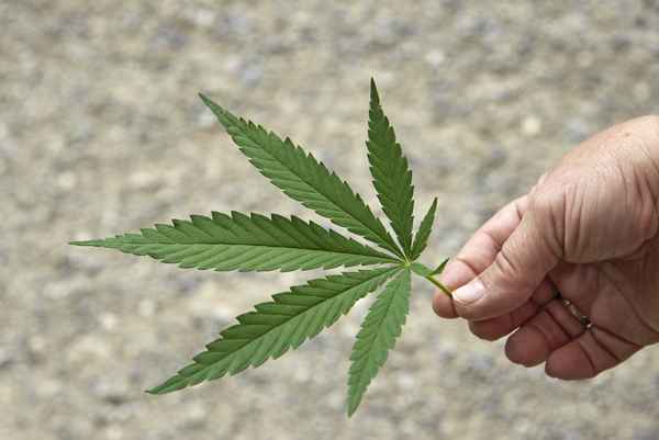 Cannabis
