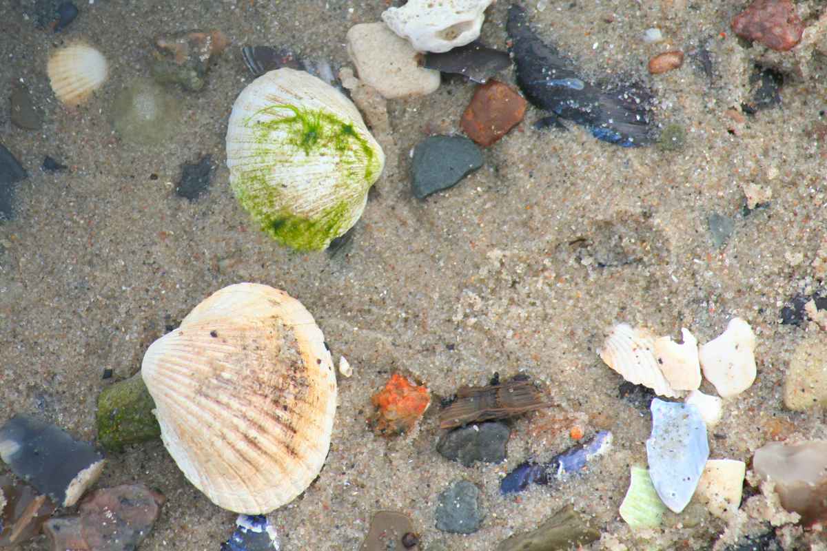 Strandgut