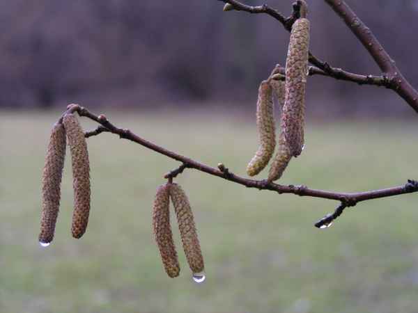Haselblüte