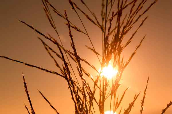 Herbstsonne in Gräsern