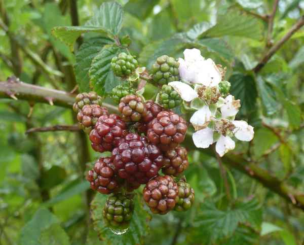 Brombeeren nach dem Regen