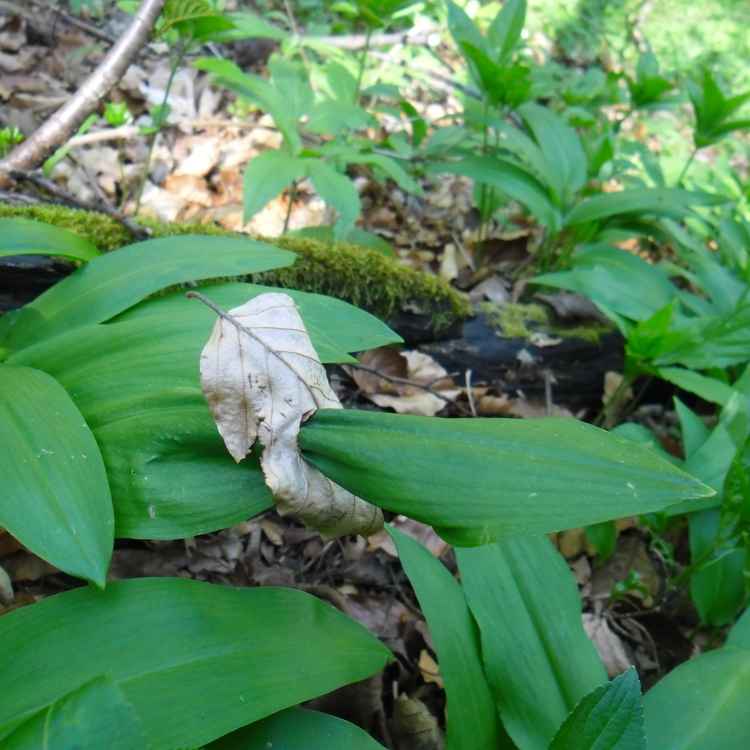 Bärlauchblatt mit Blattkranz