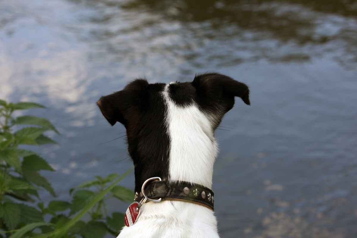 SID Sehnsucht Wasser