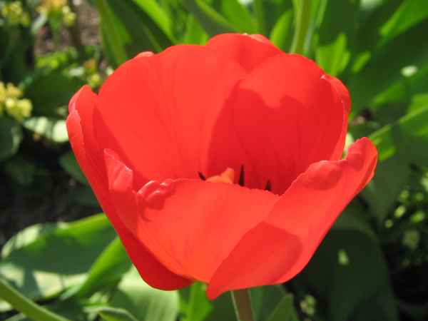 rote Tulpe