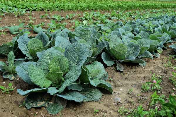 Gemüsefeld: Weisskohl