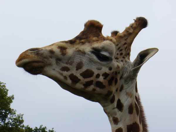 Giraffe