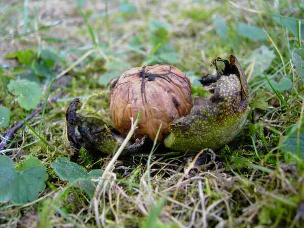 Walnuss frisch gepellt