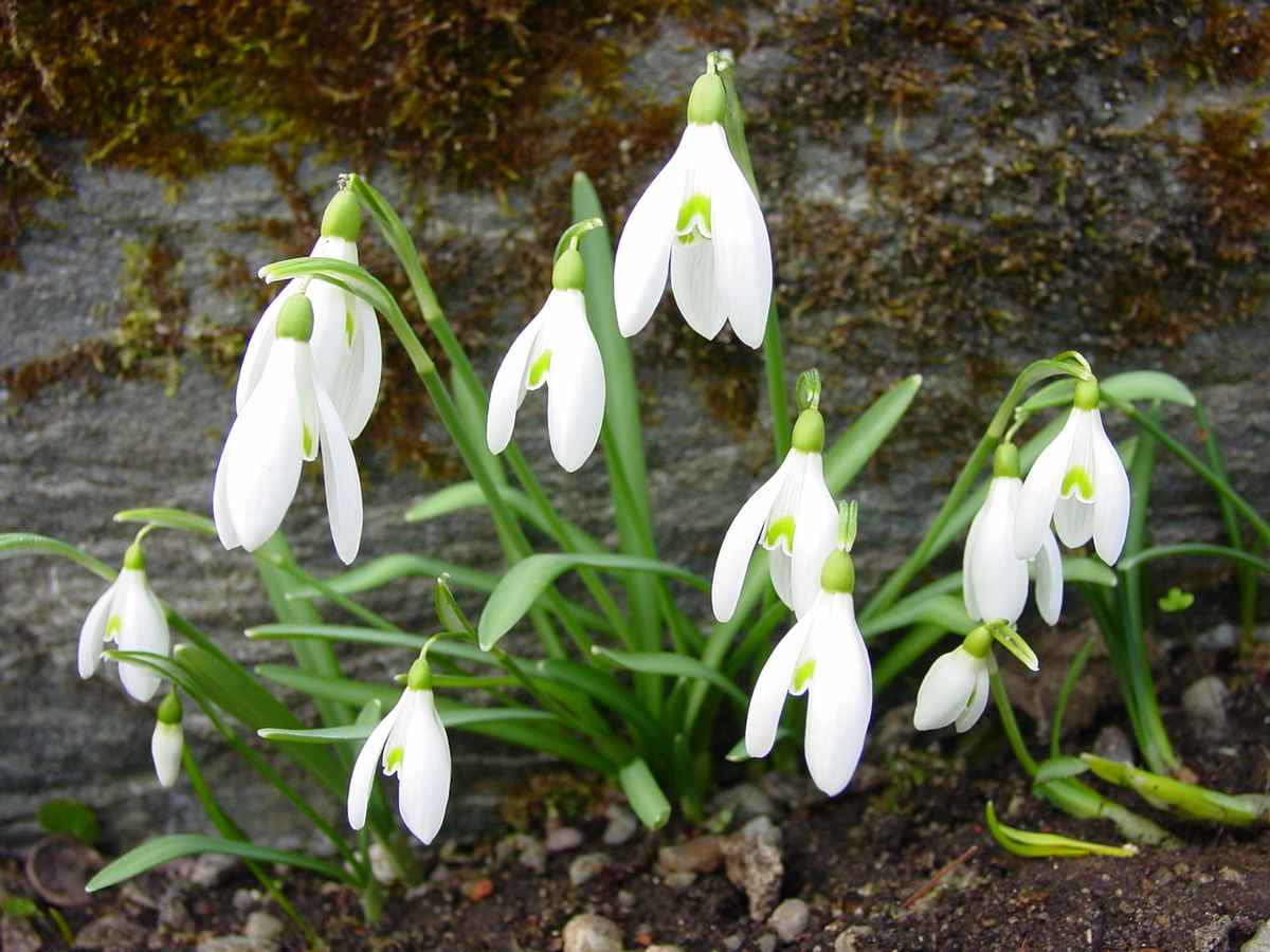 Frühling wirds